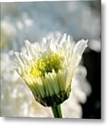 0002 Leucanthemum Cog Hill Awakening Metal Print