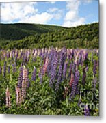 A Field Of Lupins #1 Metal Print