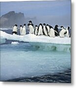 Adelie Penguin Pygoscelis Adeliae Group #1 Metal Print