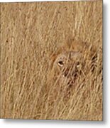 African Lion Panthera Leo Young Male #1 Metal Print