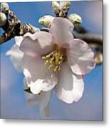 Almond Blossom #1 Metal Print