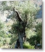 Ancient Olive Tree #1 Metal Print