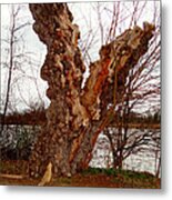 Ancient Tree #1 Metal Print