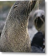 Antarctic Fur Seal Arctocephalus #1 Metal Print