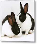 Baby Black-and-white Dutch Rabbits #1 Metal Print
