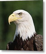 Bald Eagle Haliaeetus Leucocephalus #1 Metal Print