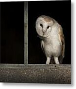 Barn Owl In Window #1 Metal Print