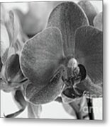 Black And White Orchid Metal Print