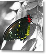 Black Butterfly #1 Metal Print