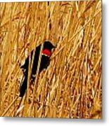 Blackbird In The Reeds Metal Print