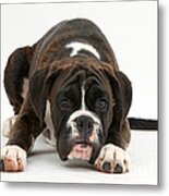 Boxer Pup #1 Metal Print