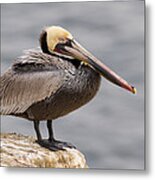 Brown Pelican In Breeding Plumage La #1 Metal Print