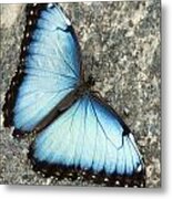 Butterfly, Niagara Botanical Gardens #1 Metal Print