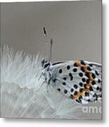 Butterfly #1 Metal Print