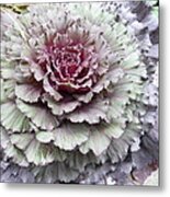 Cabbage Patch #1 Metal Print