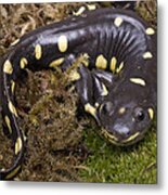 California Tiger Salamander  Monterey #1 Metal Print