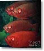 Cardinalfishes #1 Metal Print