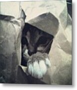 #cat #cats #tagsforlikes.com #catsagram #1 Metal Print