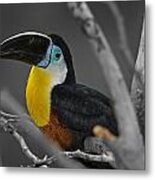 Chestnut Mandibled Toucan  #1 Metal Print