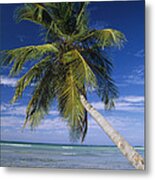 Coconut Palm Cocos Nucifera Trees #1 Metal Print