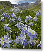 Colorado Blue Columbine Flowers #1 Metal Print