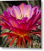 Dark Pink Cactus Flower #1 Metal Print