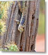 Desert Spiney Lizard #1 Metal Print