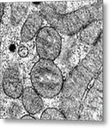 Dividing Mitochondrion #1 Metal Print