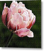 Double Tulip #1 Metal Print