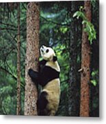 Giant Panda Ailuropoda Melanoleuca #1 Metal Print