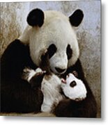 Giant Panda Ailuropoda Melanoleuca #1 Metal Print