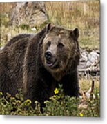 Grizzly Metal Print