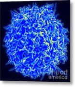 Healthy Human T Cell, Sem Metal Print