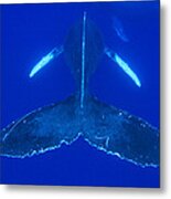 Humpback Whale Pair Maui Hawaii #1 Metal Print