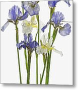 Irises In Blue And Yellow Metal Print