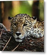 Jaguar Panthera Onca Portrait, Belize #1 Metal Print