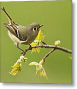 Kinglet #1 Metal Print