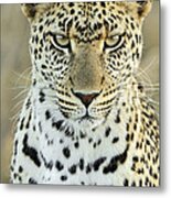 Leopard Panthera Pardus Female #1 Metal Print