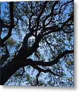 Looking Up Metal Print