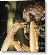 Mantis Vs Spider #1 Metal Print