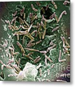 Mycobacterium Chelonae #1 Metal Print