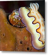 Nudibranch On Orange Sponge, Kimbe Bay #1 Metal Print