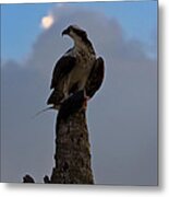 Osprey With Catch #1 Metal Print