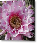 Pink Cactus Flower #1 Metal Print