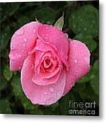 Pink Rose Macro Shot With Rain Drops #1 Metal Print