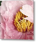 Pink Tree Peony #1 Metal Print