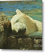Polar Bear Nap #1 Metal Print