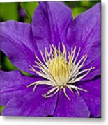 Purple Clematis Flower #1 Metal Print