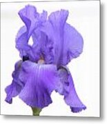 Purple Iris On White #1 Metal Print