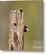 Red-headed Woodpecker #1 Metal Print